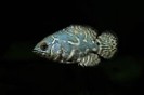 Oscar fish — 3.5